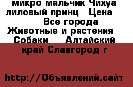 микро мальчик Чихуа лиловый принц › Цена ­ 90 - Все города Животные и растения » Собаки   . Алтайский край,Славгород г.